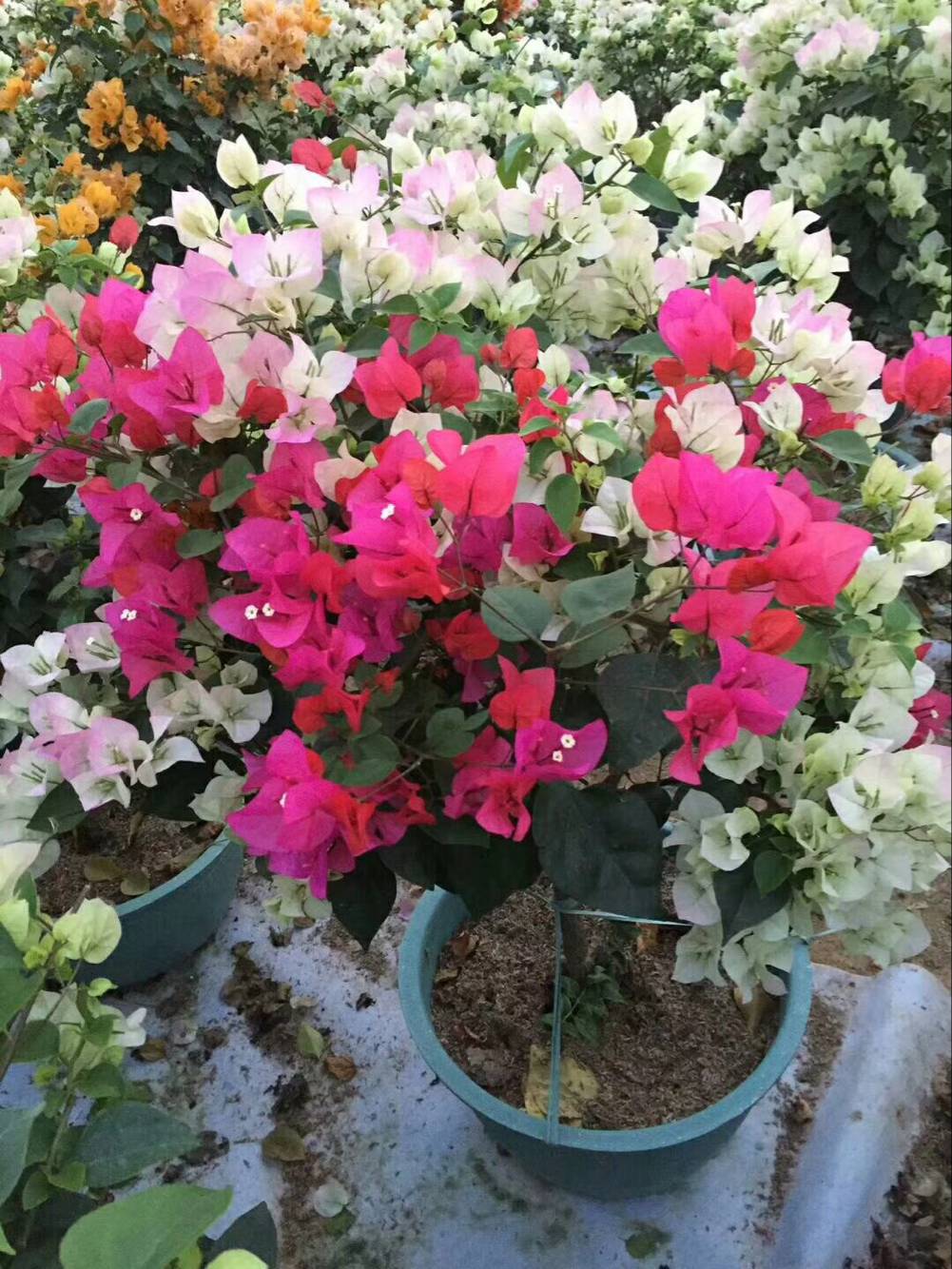 1516844489243580.jpg 三角梅 (33).jpg