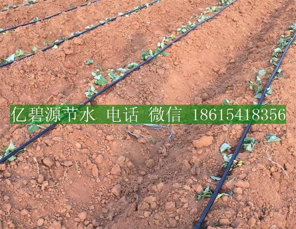 1470035758929932.jpg 果樹滴灌14.jpg