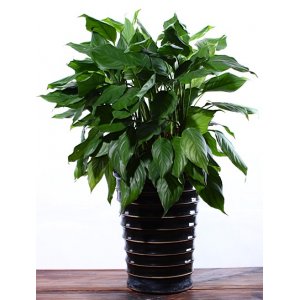 1463185353994204.jpg 廣東萬年青11.jpg