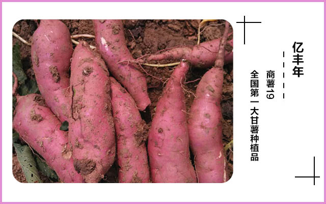 控旺至尊,薯行美觀,專門解決控旺難題.jpg 控旺至尊,薯行美觀,專門解決控旺難題.jpg