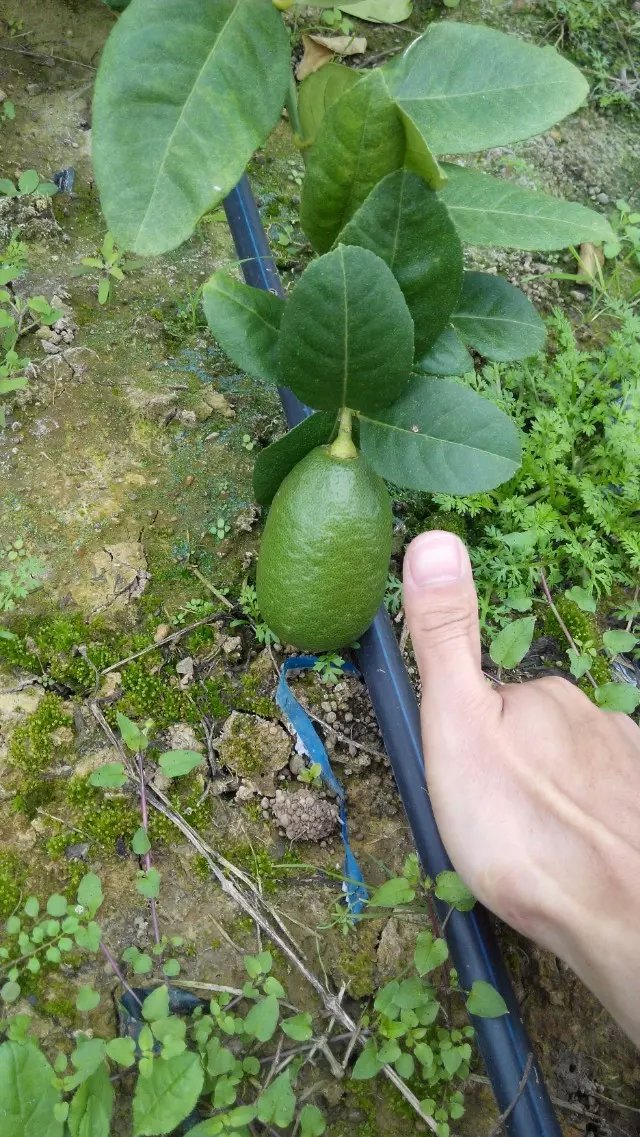 1470100003465171.jpg psb (3).jpg