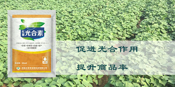 1511942514857859.jpg 光合素促進光合作用,提升商品率.jpg