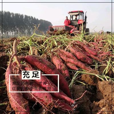 1511838878929598.jpg 充足的底肥,給紅薯整個生長周期的養分.jpg