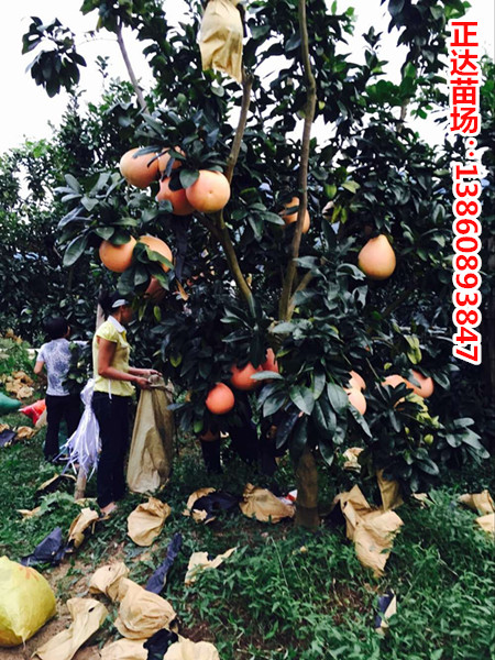 1474601237296178.jpg 6.jpg