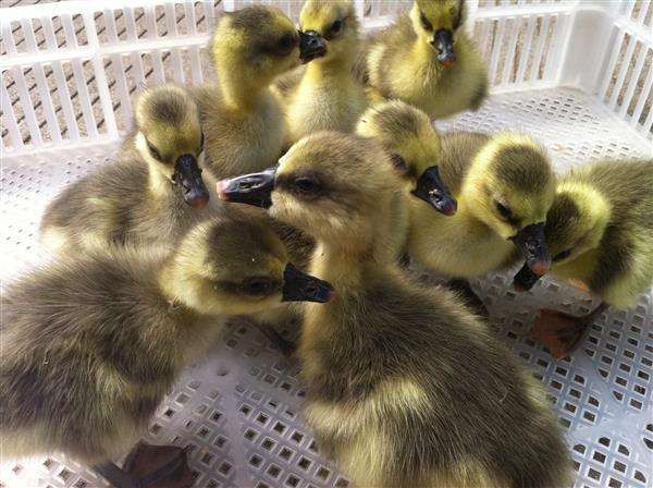 1497342734899356.jpg 鴨苗5.jpg