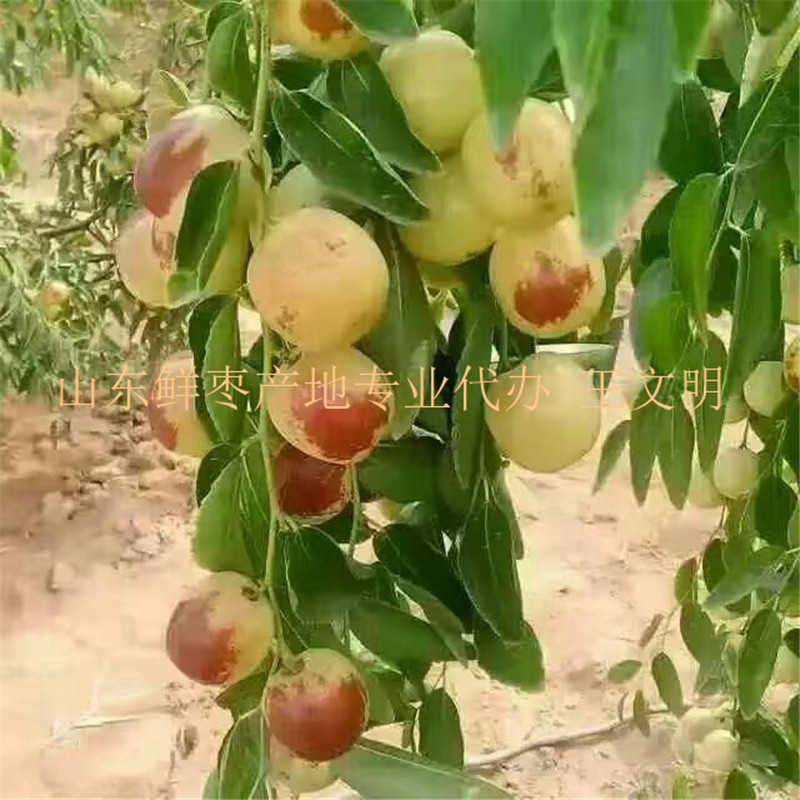 山東冬棗供應商 (7).jpg