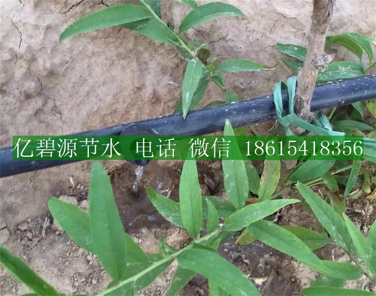 1470036226626993.jpg 果樹滴灌19.jpg