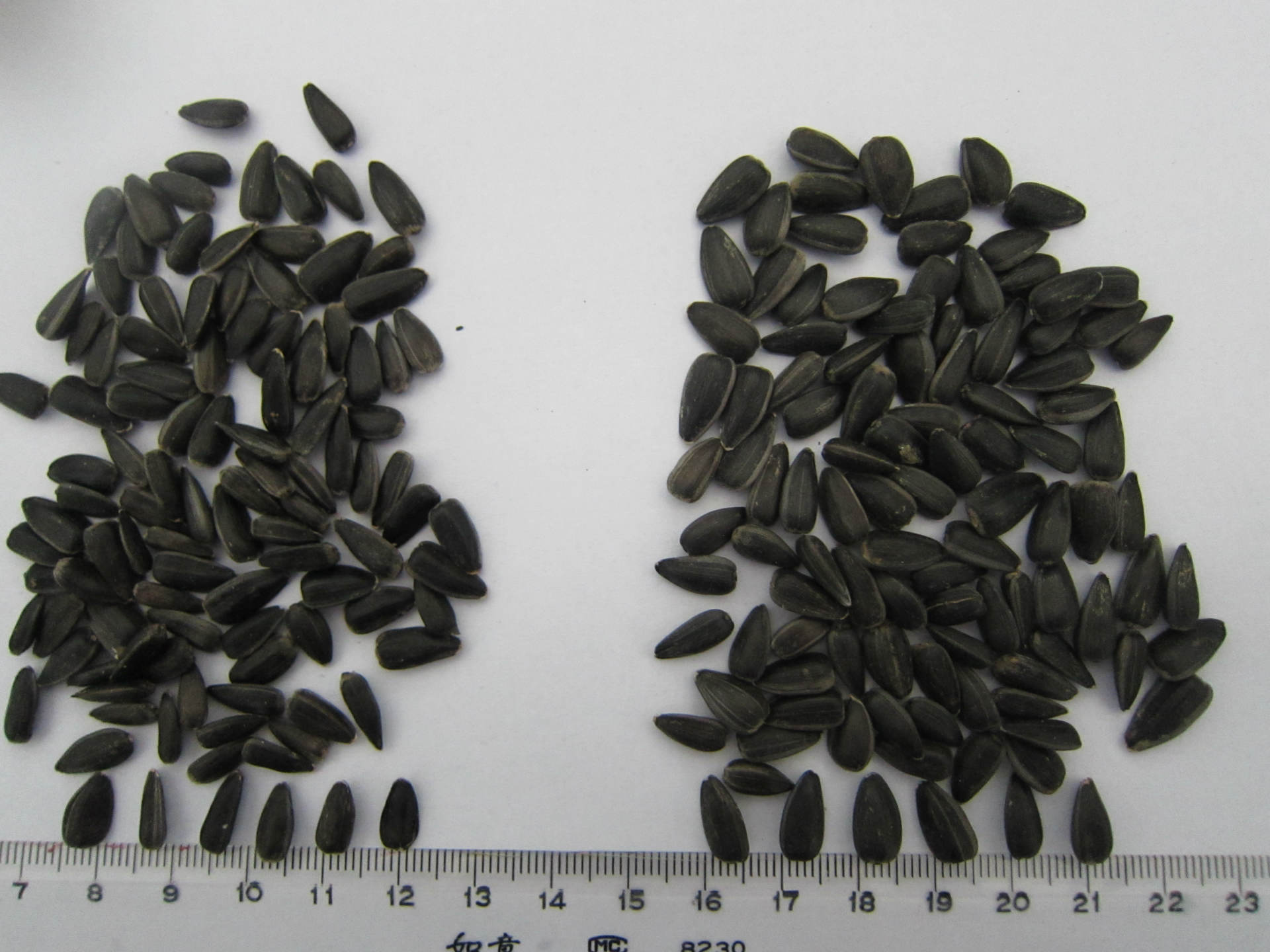 左邊榨油油葵，右邊脫殼油葵1