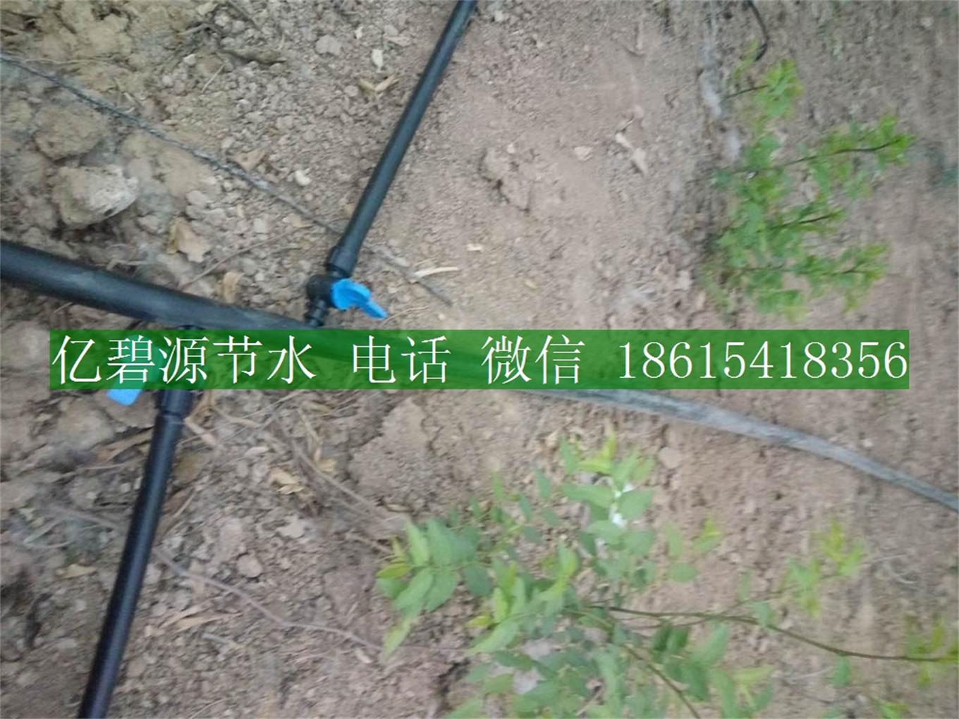 1470192937845024.jpg 果樹滴灌26.jpg