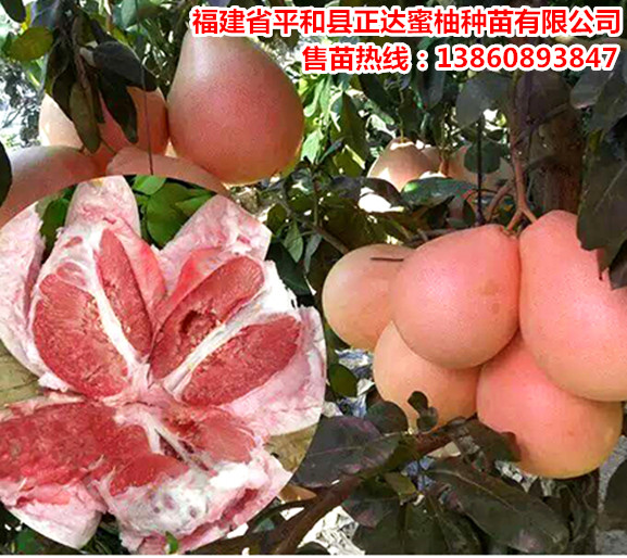 1476157237349043.jpg imagestore20151129ffd0ad48-56e9-4c58-87a2-a0674cadc372.jpg