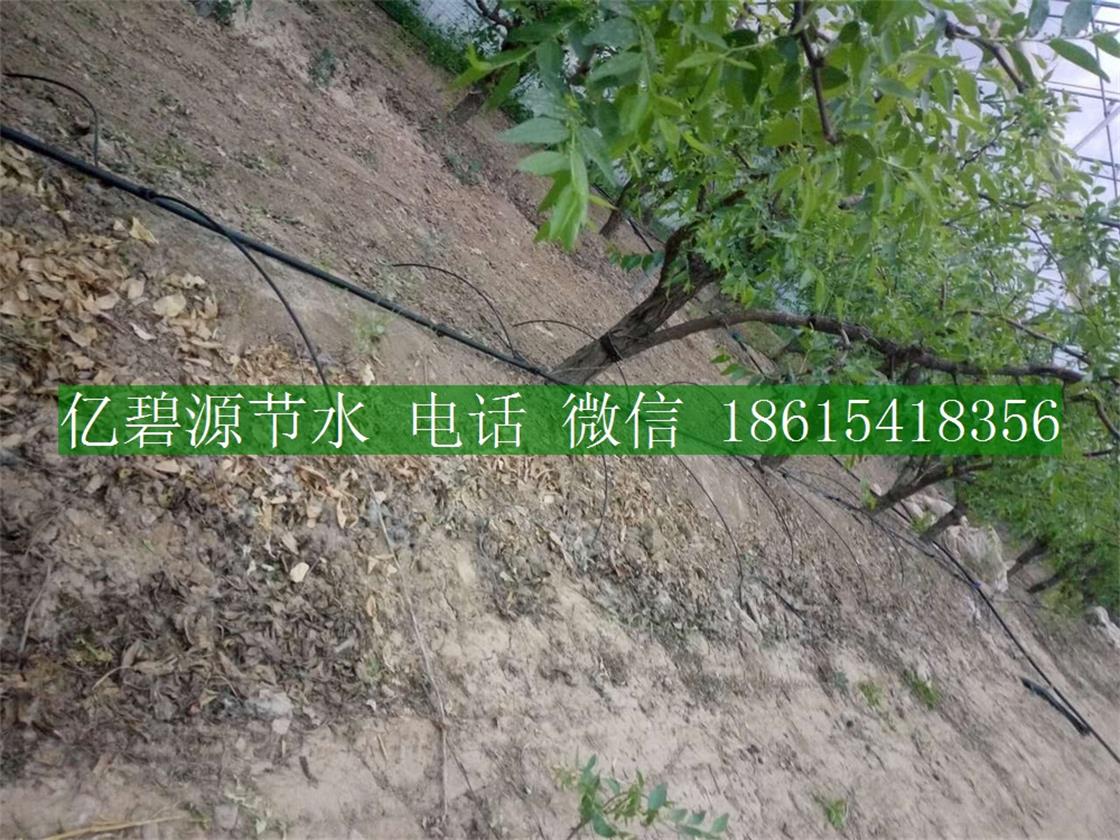 1470036673611120.jpg 果樹滴灌2.jpg