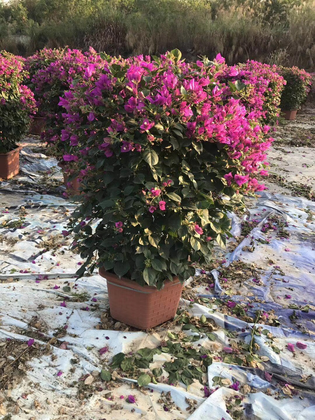 1516777787627352.jpg 三角梅 (30).jpg