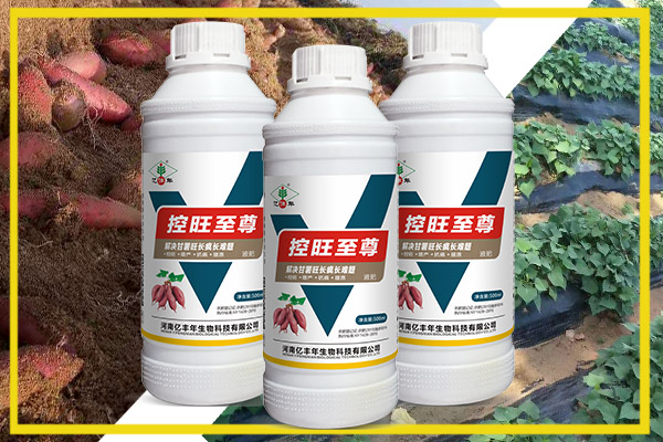 對于濟薯25.26這樣難控的品種,用控旺至尊控旺.jpg 對于濟薯25.26這樣難控的品種,用控旺至尊控旺.jpg