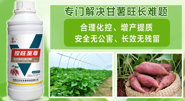 億豐年控旺至尊專門解決甘薯旺長難題.jpg 億豐年控旺至尊專門解決甘薯旺長難題.jpg