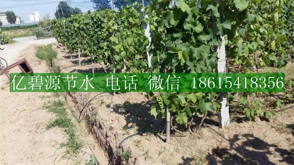 1470192538573022.jpg 果樹滴灌7.jpg