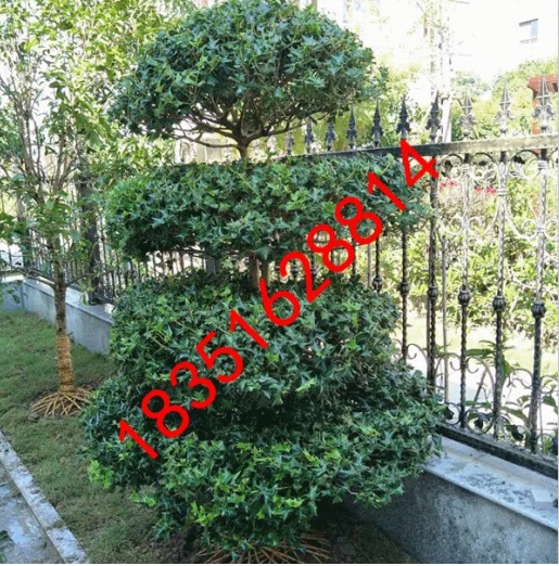 1509276887749647.jpg 造型枸骨1a xiao.jpg