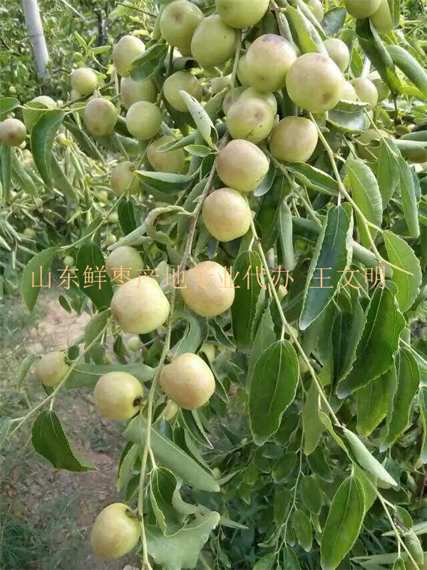 山東冬棗供應商 (13).jpg