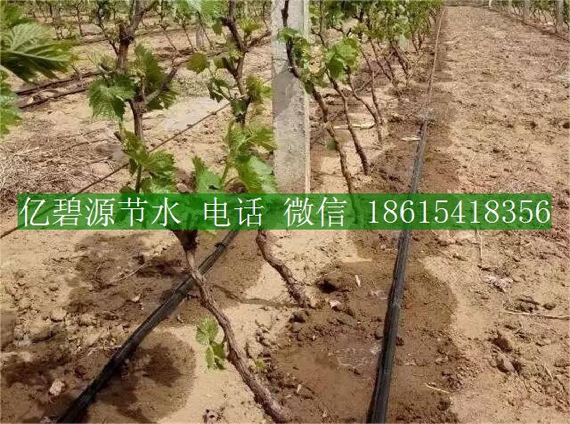 1470035182874275.jpg 果樹滴灌8.jpg