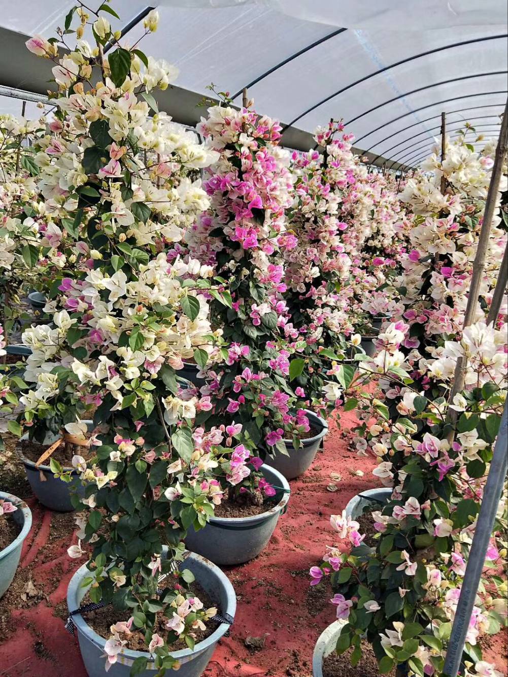 1516844464706340.jpg 三角梅 (70).jpg